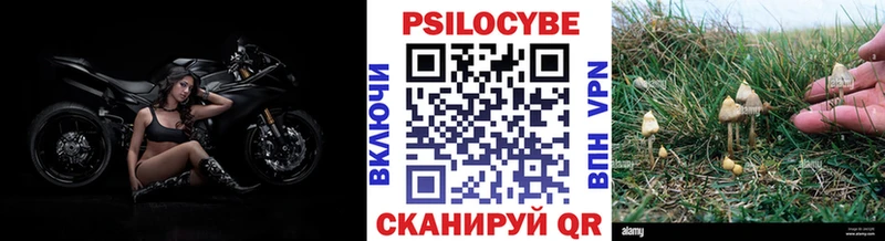 купить наркотик  Светлогорск  Галлюциногенные грибы Psilocybine cubensis 